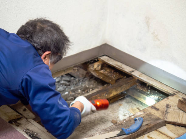 Home Mold Removal in Devon, PA