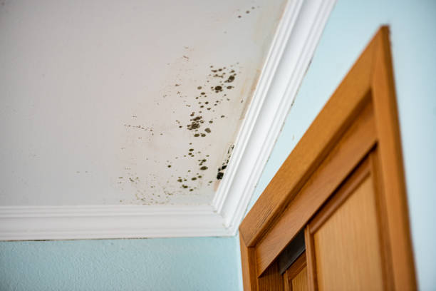 Best Toxic Mold Removal  in Devon, PA